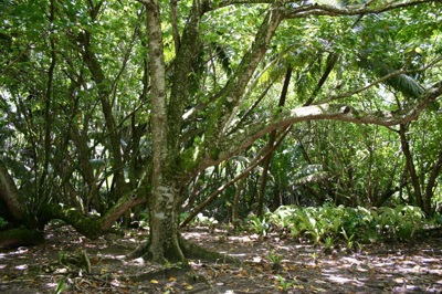 Hernandia Forest, Diego Garcia, British Indian Ocean Territory